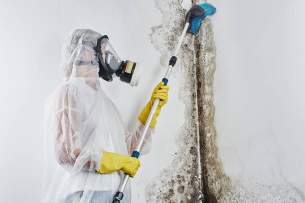 Best Best Mold Removal Companies  in Garnet, CA