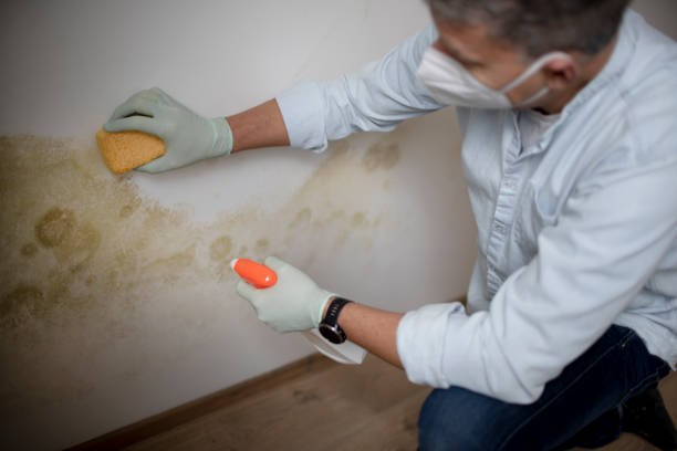 Mold Testing and Removal in Garnet, CA