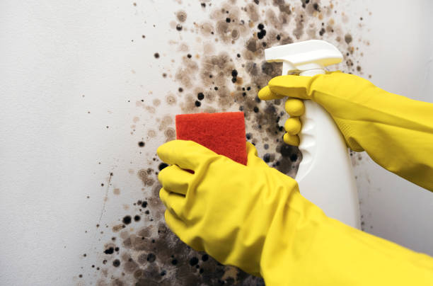 Mold Removal Process in Garnet, CA