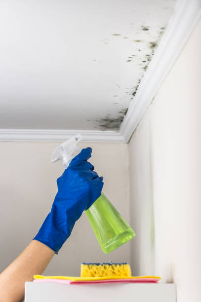 Best Mold Remediation Experts  in Garnet, CA