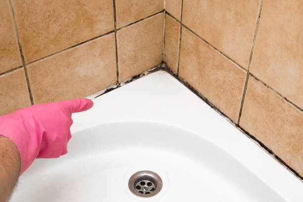 Reliable Garnet, CA Mold Removal Solutions